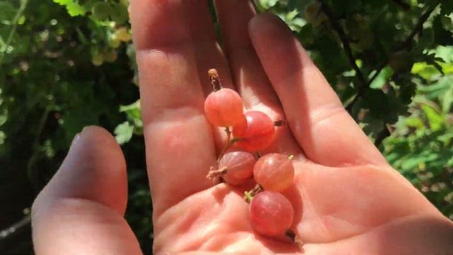 Дачные дела: что растет, что цветет, урожай / Green gardening in summer house in Belarus The harves смотреть онлайн