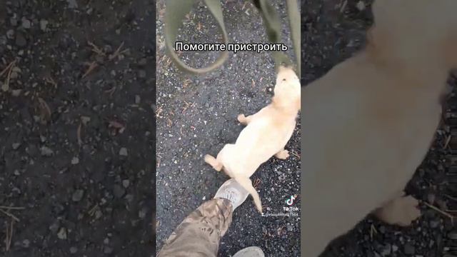 Кабель чуть больше месяца, отдам в хорошие руки #сургут86 смотреть онлайн