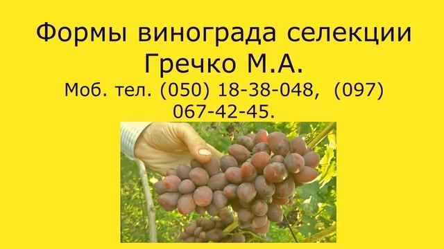 @Каталог саженцев винограда Виноград 2021 смотреть онлайн