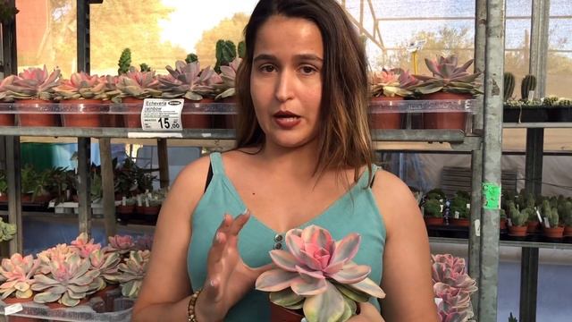 Echeveria Rainbow - Cactus Colección смотреть онлайн