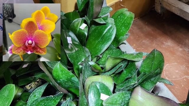 Поставка орхидей Тайвань 20.09, отправка почтой и СДЭК,ват сап 89180336327 смотреть онлайн