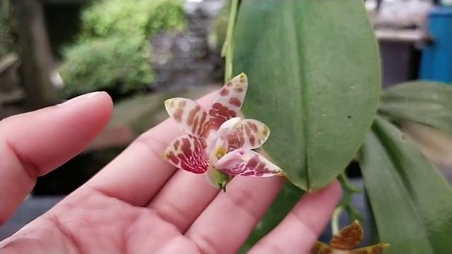 Phalaenopsis Amboinensis