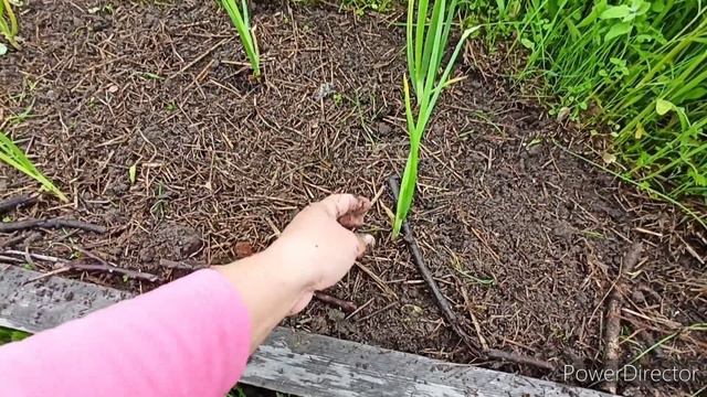 Я больше никогда не буду мульчировать грядки 🤨. смотреть онлайн