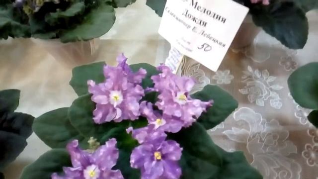 Фиалки в Туле смотреть онлайн