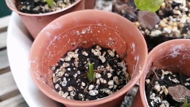 หูช้างด่างเหลือง(Alocasia Gageana Aura Variegated) смотреть онлайн