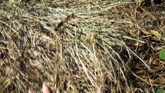 ЗЕМЛЯНИКА.ПОСАДКА ЗЕМЛЯНИКИ В ГРЯДКИ. ВАЖНО. АВГУСТЕ смотреть онлайн