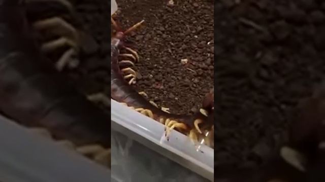 День любви и радости