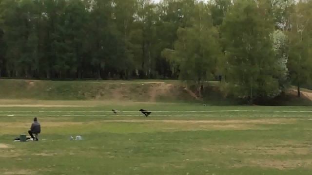 Пудель (Рейсинг) смотреть онлайн