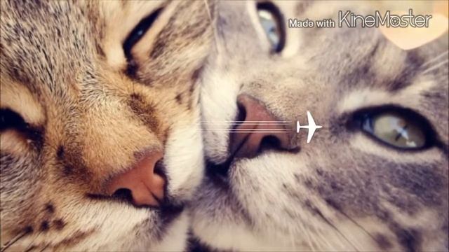 Самые красивые картинки животных!!!!! смотреть онлайн