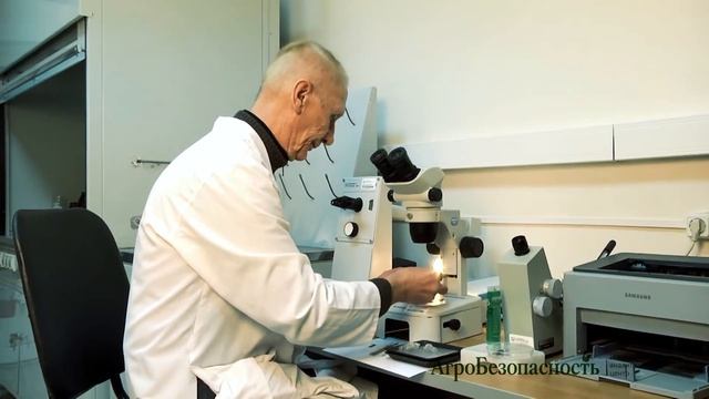 Феромонные ловушки - важный инструмент органического земледелия смотреть онлайн