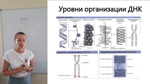 9. Строение ДНК и РНК смотреть онлайн