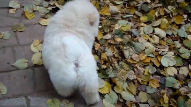 Щенок чау, видео 3 смотреть онлайн