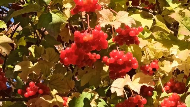 4 ноября праздник Осенняя Казанская. Народные приметы и запреты. смотреть онлайн