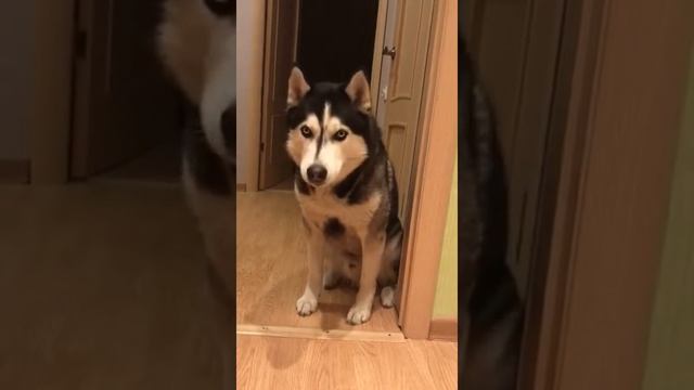 ХАСКИ ГОВОРИТ ВСЁ НОРМАЛЬНО))) смотреть онлайн