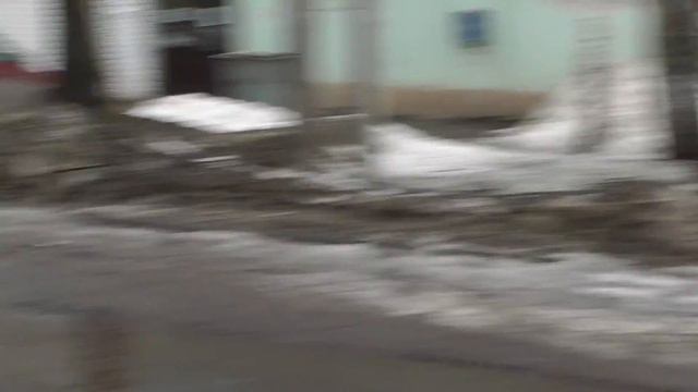 03.04.2013 г. Бездомный кот на дереве спасается от собак 00991 смотреть онлайн