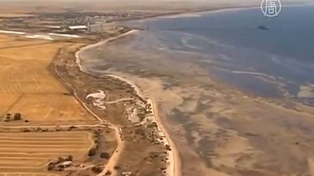 Туши 7 кашалотов нашли на берегу в Австралии (новости) смотреть онлайн