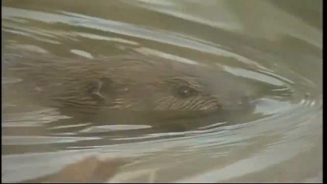 Busy beavers are headache for town смотреть онлайн