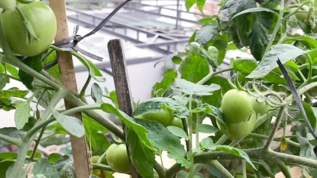Using paint buckets to grow Tomatoes on the Terrace, many fruits and easy смотреть онлайн