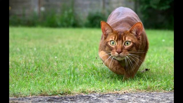 Зачем кошке нужны усы? смотреть онлайн