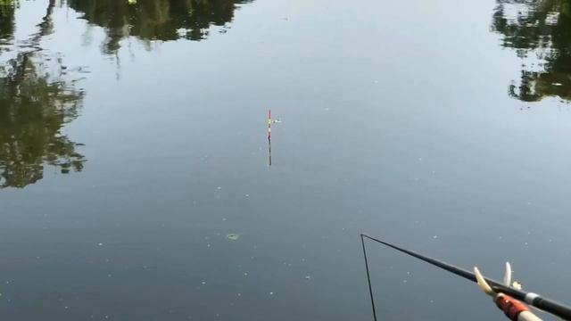 Ловим карпа на чеснок смотреть онлайн