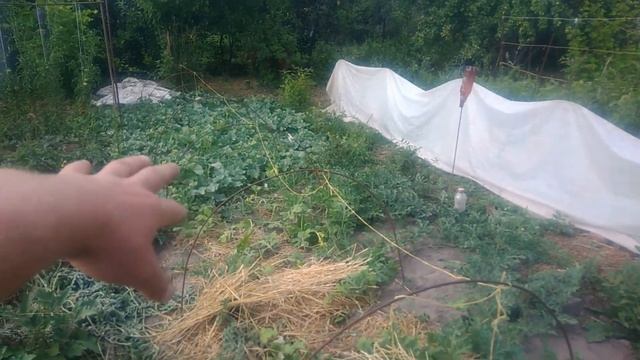 Формирование арбузов в открытом грунте.Что делаю с плетью,на которой растет арбуз смотреть онлайн