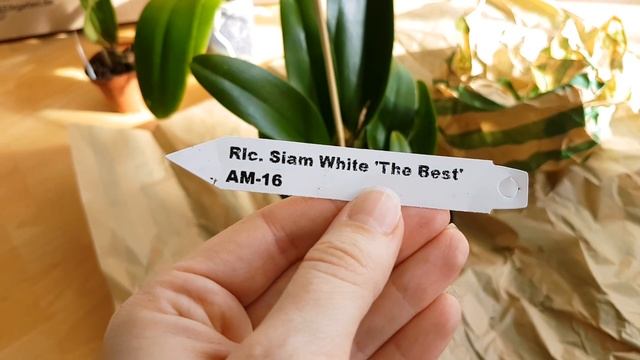 129. ОРХИДЕЙНЫЕ ХОТЕЛКИ приехали! Посылка от OrchIDEENgarten. Каттлеи и Дикий кот! смотреть онлайн