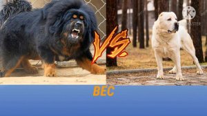 Тибетский Мастив против Алабая