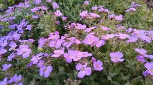 Обриета. Опыт выращивания.