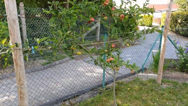 Яблоня на дачном участке. Яблоня. Дачный участок в Германии. 4K видео смотреть онлайн
