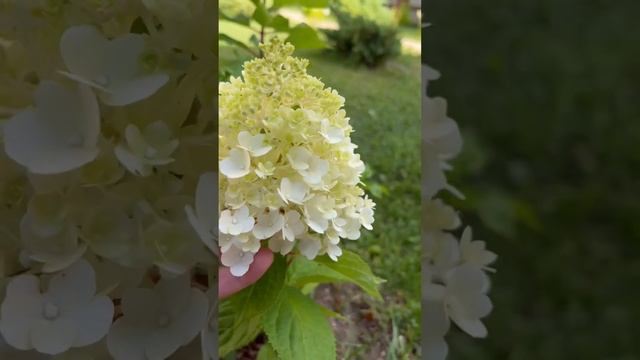 Метельчатая гортензия Мэджикал Монблан#hydrangeapaniculataMagicalmonblanc смотреть онлайн