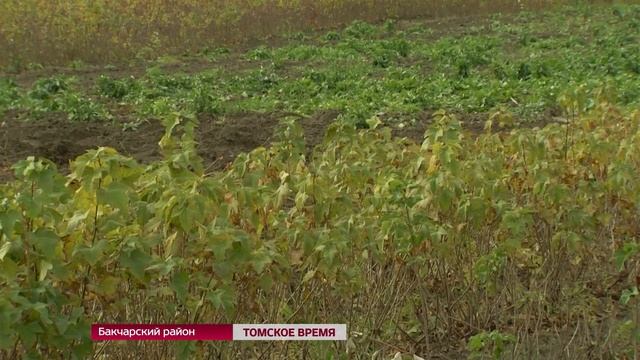 Пушкин в Бакчаре: новое слово о селекции