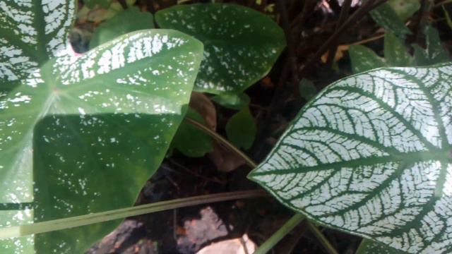 Caladium White Christmas
