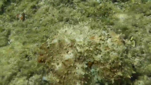 Супер видео!!! осьминог! octopus! смотреть онлайн