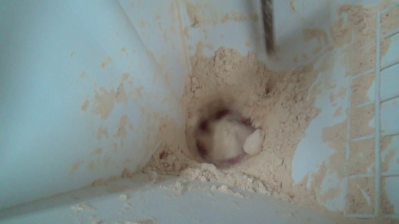 Просеиватель типа МПС 141 яичный порошок. Часть 6. смотреть онлайн