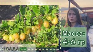 Замечательный сорт крыжовника - Русский желтый.