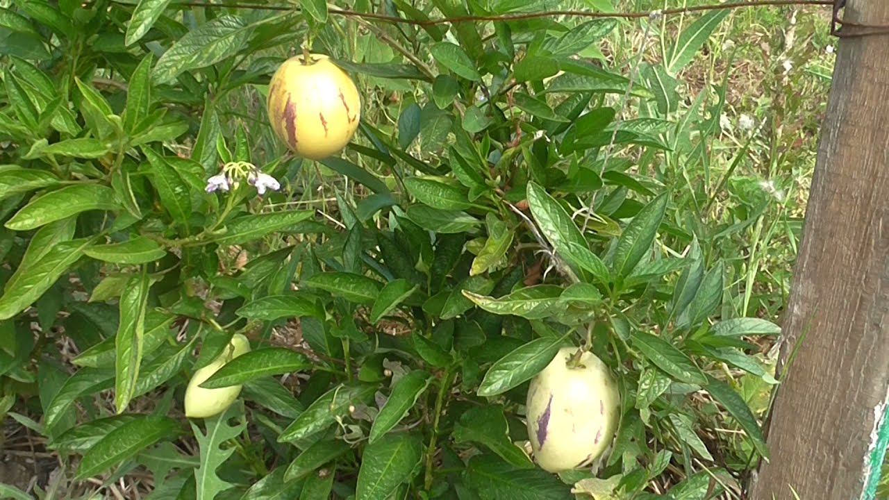 Пепино или Дынная груша. Наш опыт выращивания. смотреть онлайн
