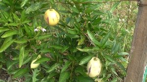Пепино или Дынная груша. Наш опыт выращивания.