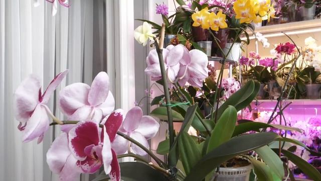 БОГАТАЯ орхидея. / Больше нижние листья не пропадают. Сменила... смотреть онлайн