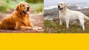 Золотистый ретривер против Лабрадора-ретривера. Собаки.