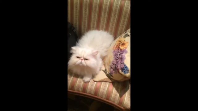 Злой кот) смотреть онлайн