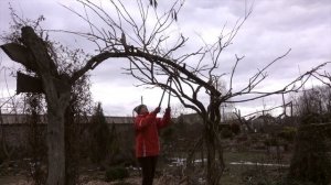 Весенняя обрезка кампсиса