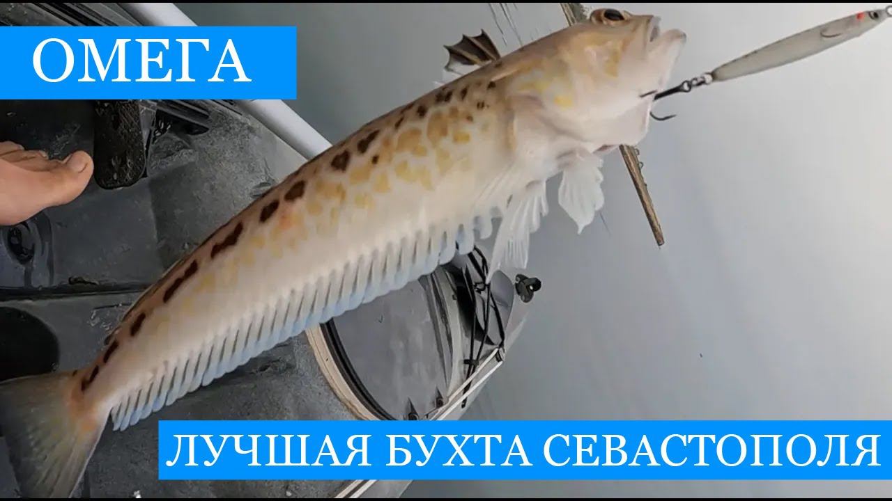 ЛУЧШАЯ бухта Севастополя - 2 часть!) ловля КРЕВЕТКИ! Много рыбы и общения, эксперименты с наживкой) смотреть онлайн