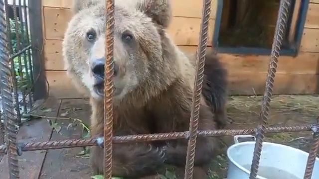 Новенькая медведица. Просто музыка и назвали её СОНАТА или СОНЯ. смотреть онлайн