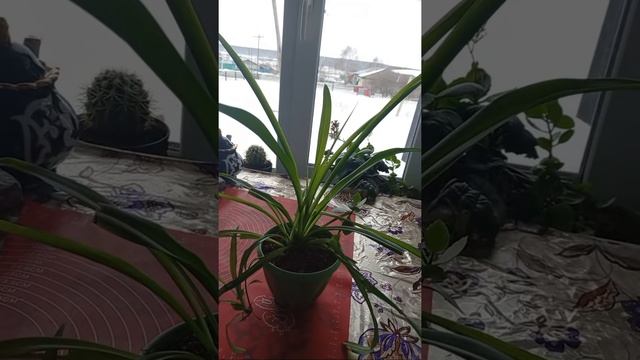 Эфир БАРОИ ЗАНХОИ АЗИЗ?