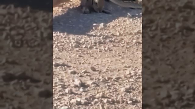 На что насчитывал этот питон?!))) смотреть онлайн
