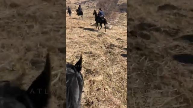 Переход-Выставка на лошадях Карачаевской породы ? Лаба-Красный Курган ?? смотреть онлайн
