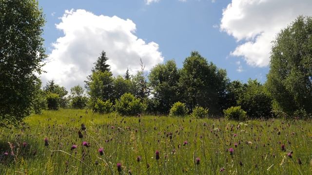 Fields of Butterflies and Flowers / Crickets, Bird Song,... смотреть онлайн