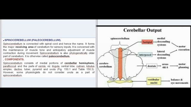Essentials Of Medical Physiology: Nervous System: Cerebellum смотреть онлайн