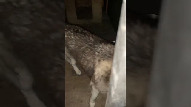 Хаски на даче ужинают смотреть онлайн