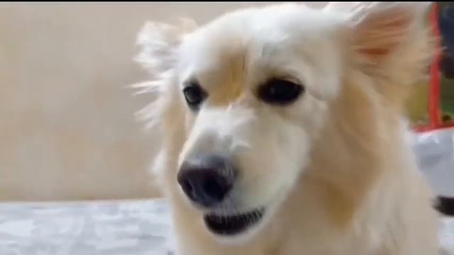 Kiwi made reels today | Dog with a vlog | kiwithepom l смотреть онлайн